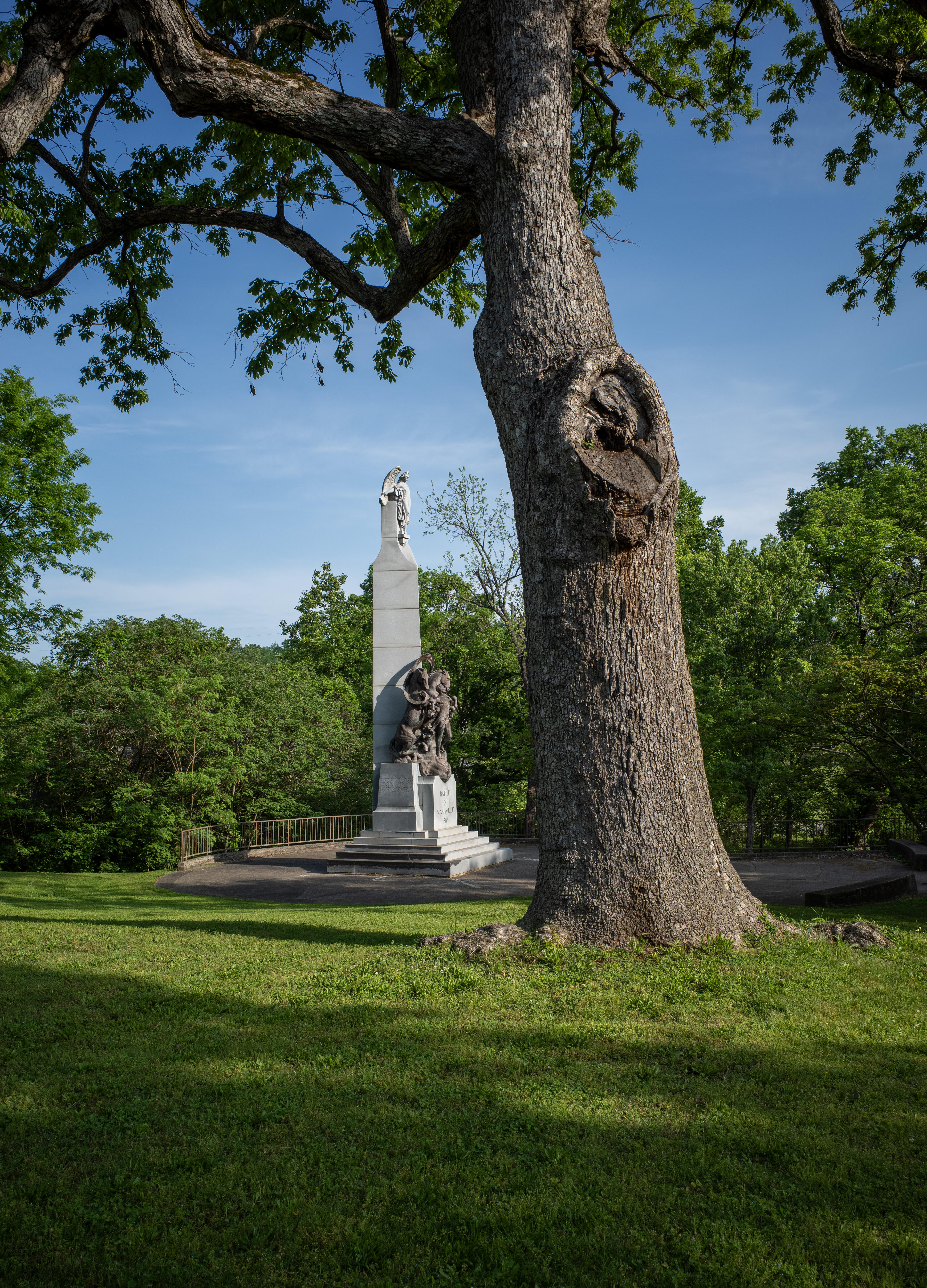 Witness Tree, photographed by Peyton Hoge